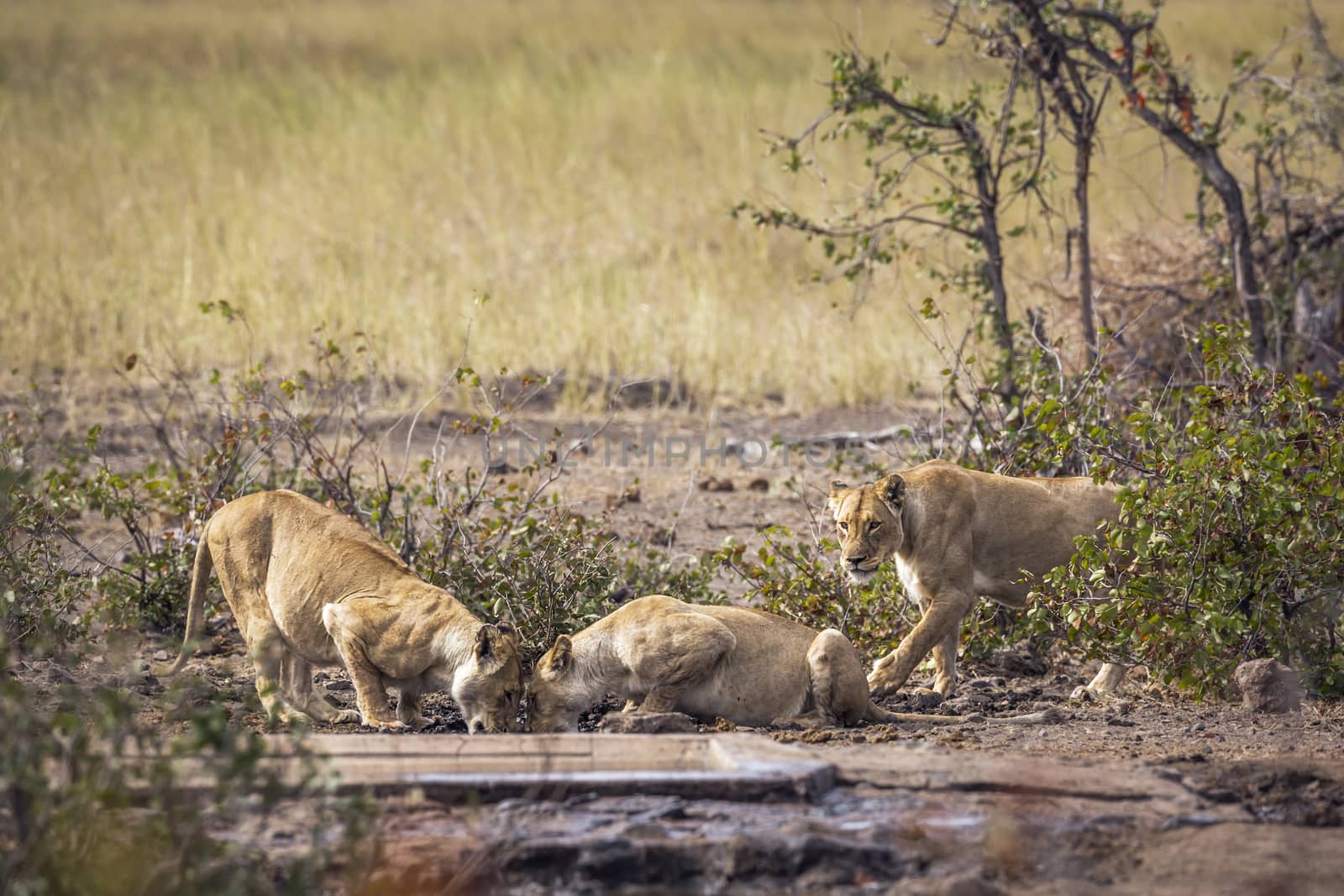 Three African lioness drinking at waterhole in Kruger National park, South Africa ; Specie Panthera leo family of Felidae