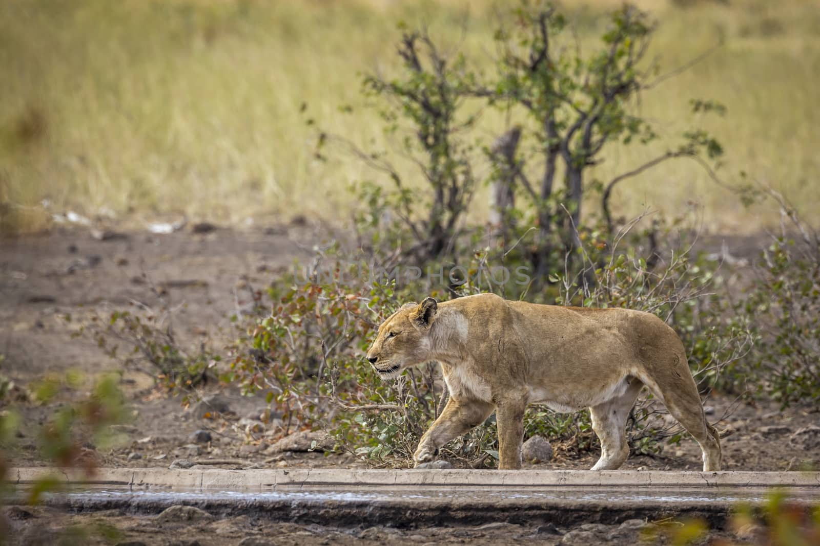 African lioness walking along waterhole in Kruger National park, South Africa ; Specie Panthera leo family of Felidae