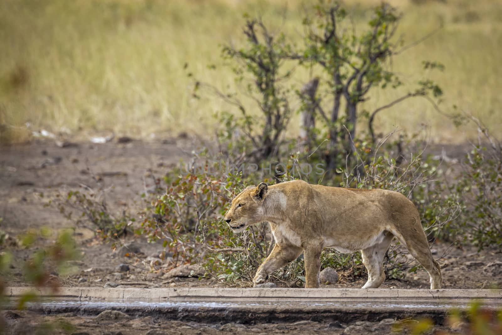 African lion in Kruger National park, South Africa by PACOCOMO