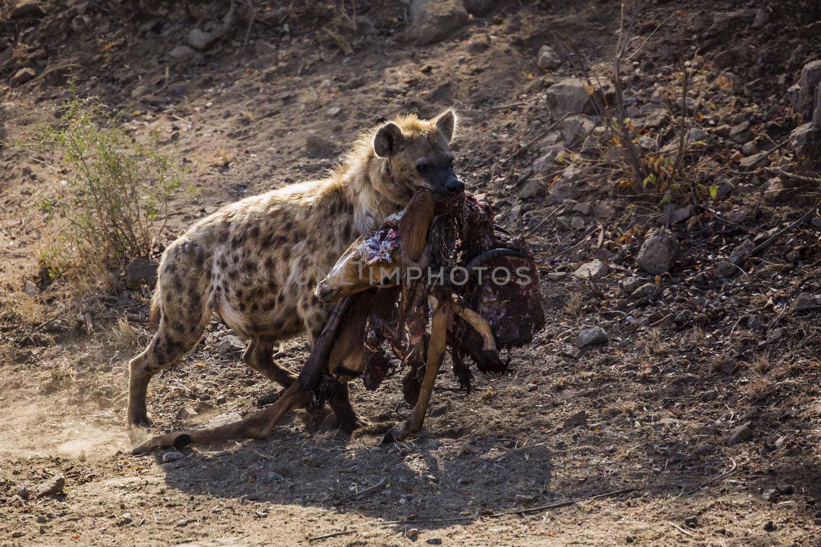 Spotted hyaena in Kruger National park, South Africa by PACOCOMO