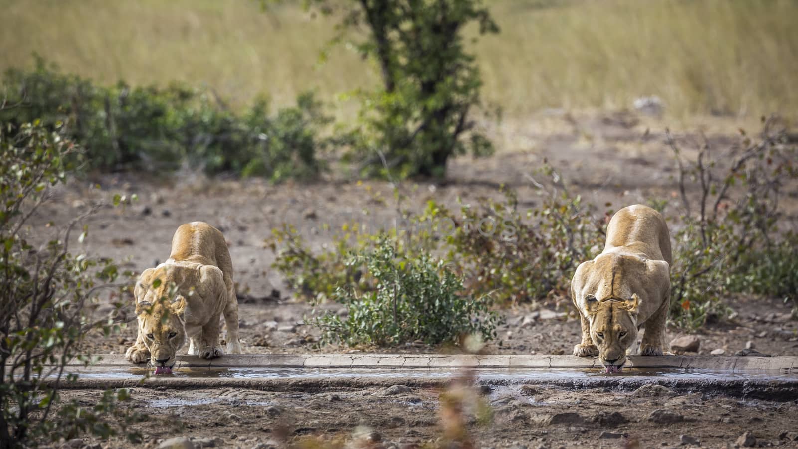 Two African lioness drinking on waterhole in Kruger National park, South Africa ; Specie Panthera leo family of Felidae