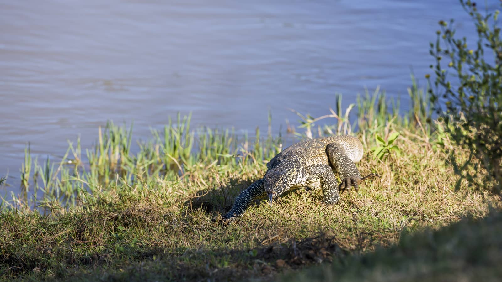 Nile monitor in Kruger National park, South Africa by PACOCOMO