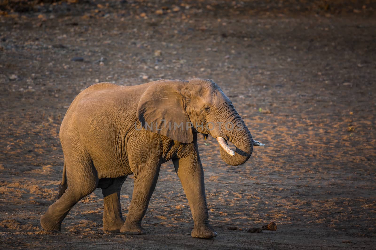 African bush elephant walking on riverbank in Kruger National park, South Africa ; Specie Loxodonta africana family of Elephantidae