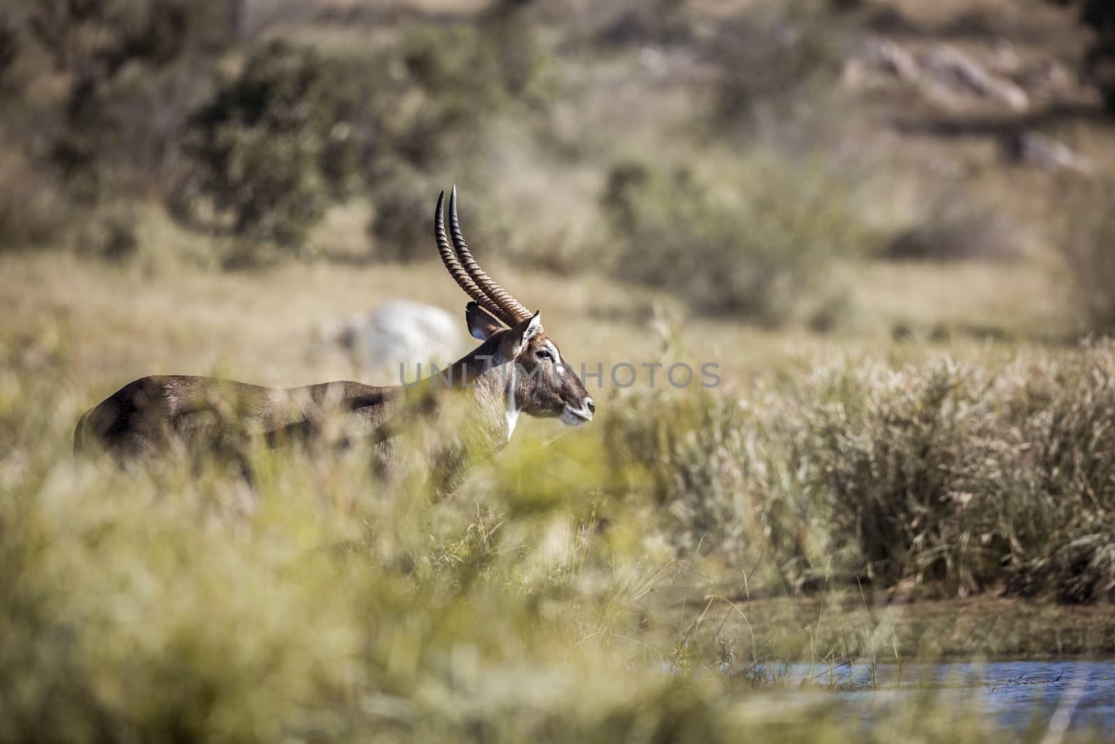 Common Waterbuck male in blur foreground in Kruger National park, South Africa ; Specie Kobus ellipsiprymnus family of Bovidae