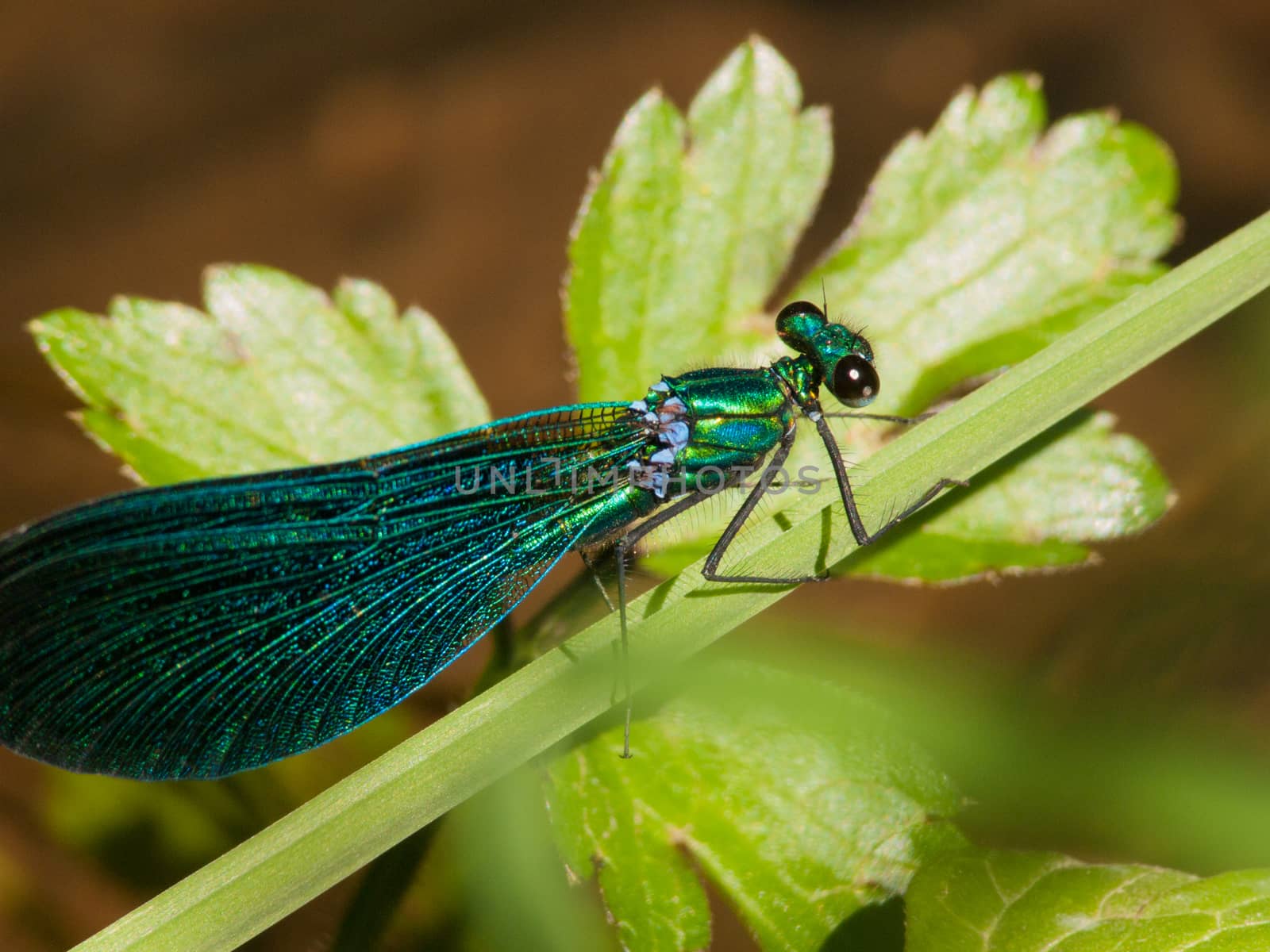 Calopteryx splendens
