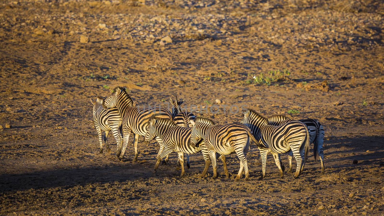 Plains zebra in Kruger National park, South Africa by PACOCOMO