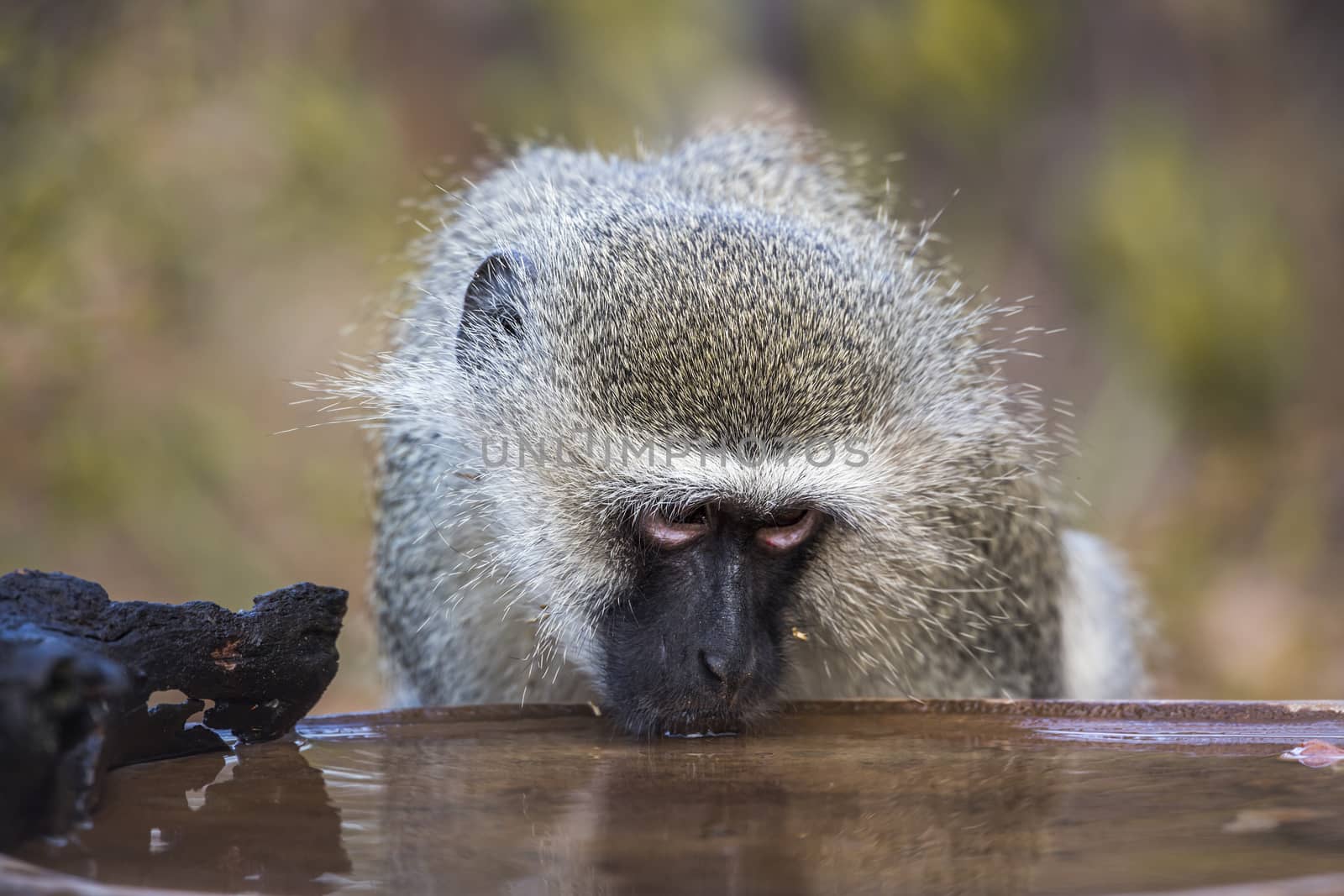 Vervet monkey in Kruger National park, South Africa by PACOCOMO