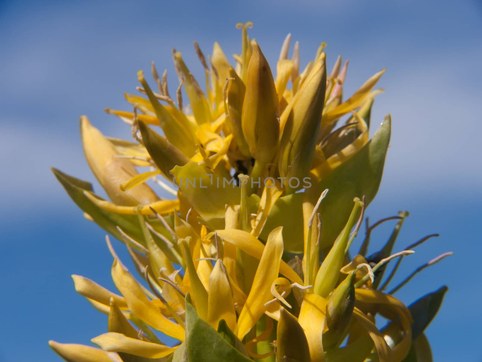 gentiana