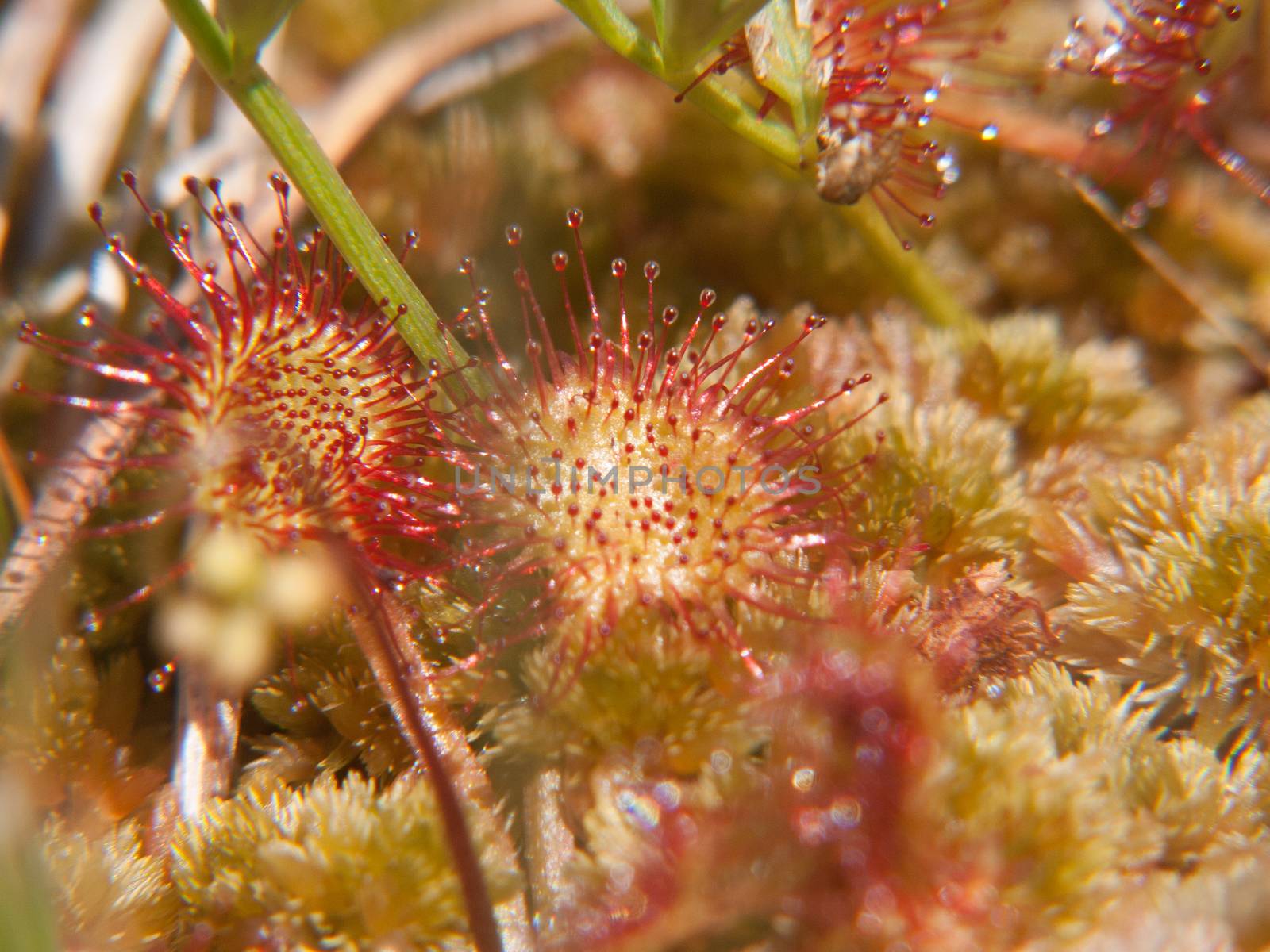 drosera rotundifolia,loire, france
