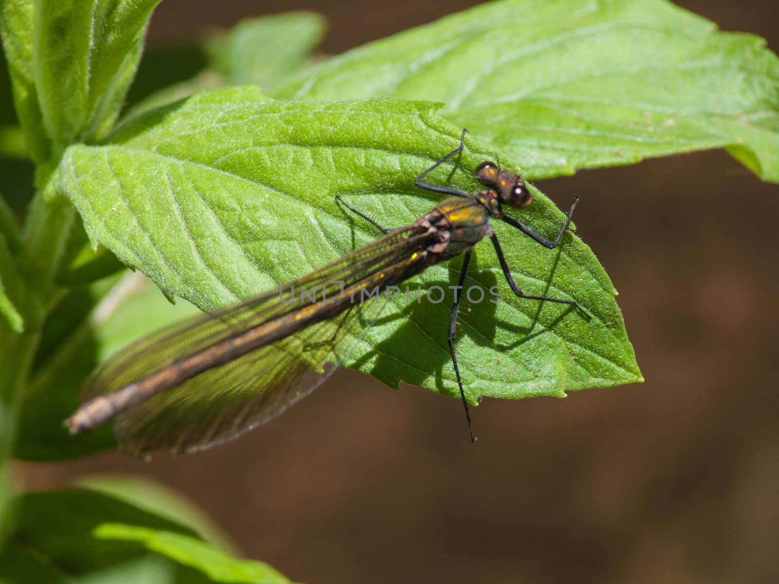 Calopteryx splendens