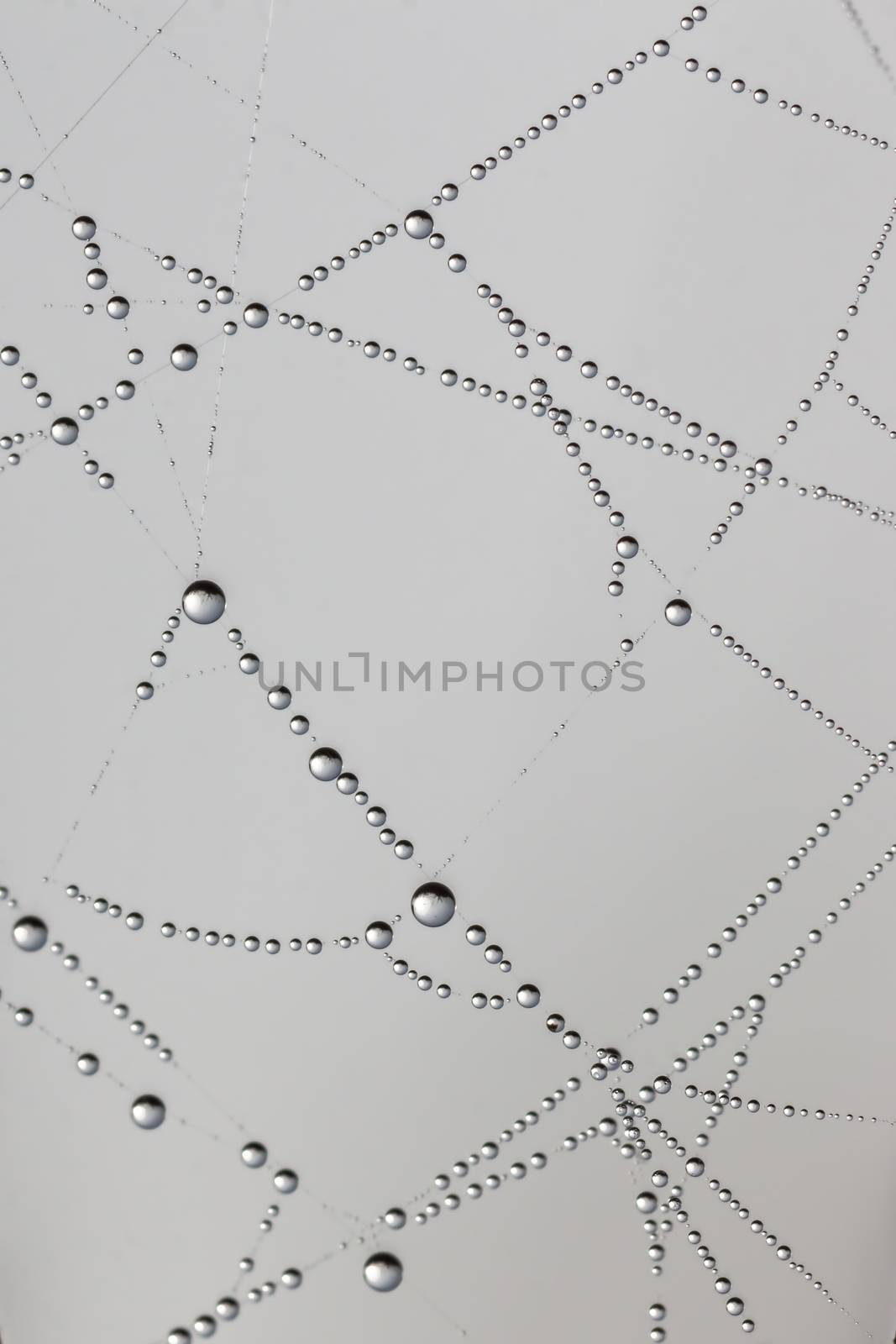 Beautiful spider's web with drops at the morning by Digoarpi