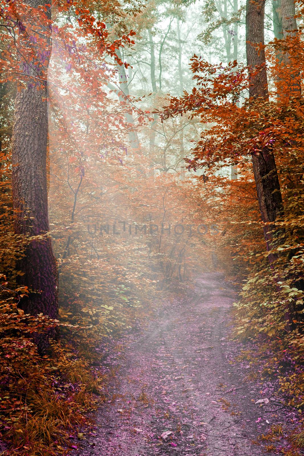 Misty path in the oak forest 
