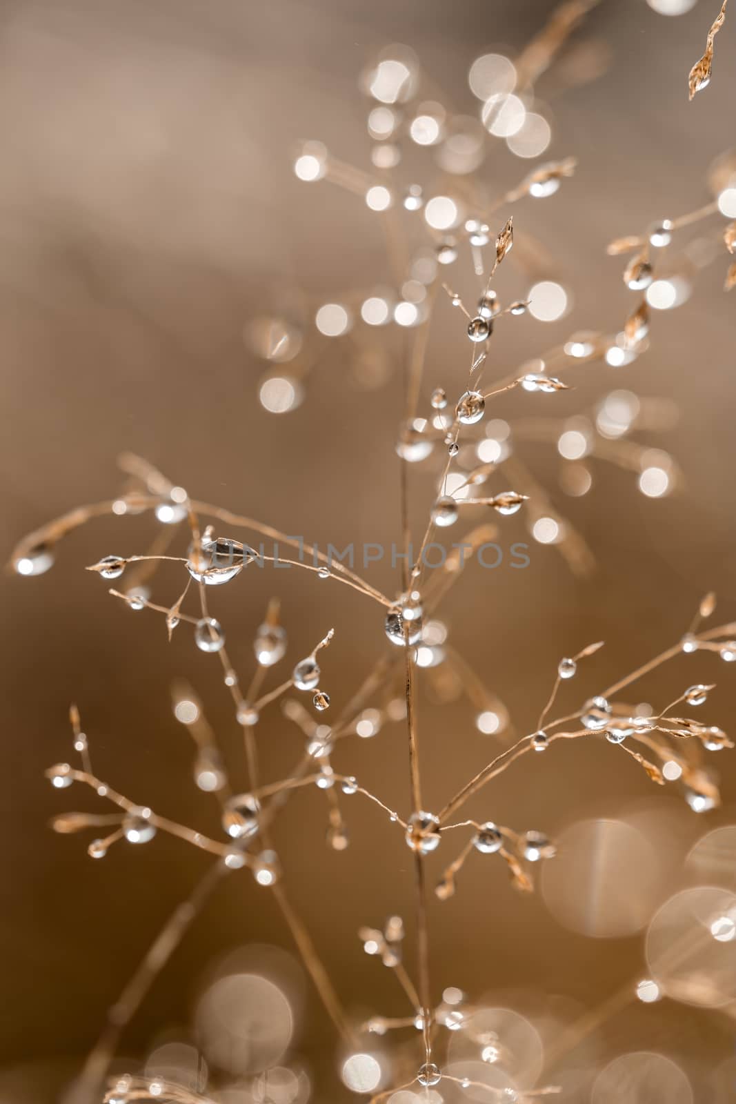 Close up of dry grass with drops by Digoarpi