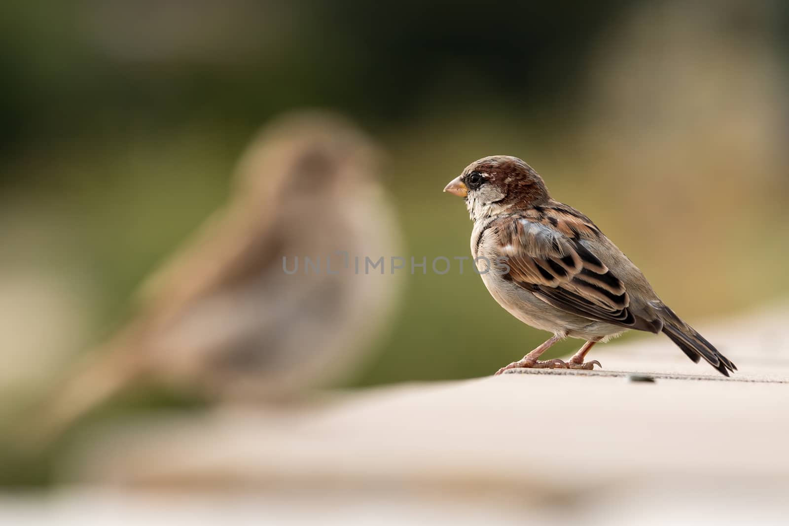 Young male sparrow (Passer domesticus by Digoarpi