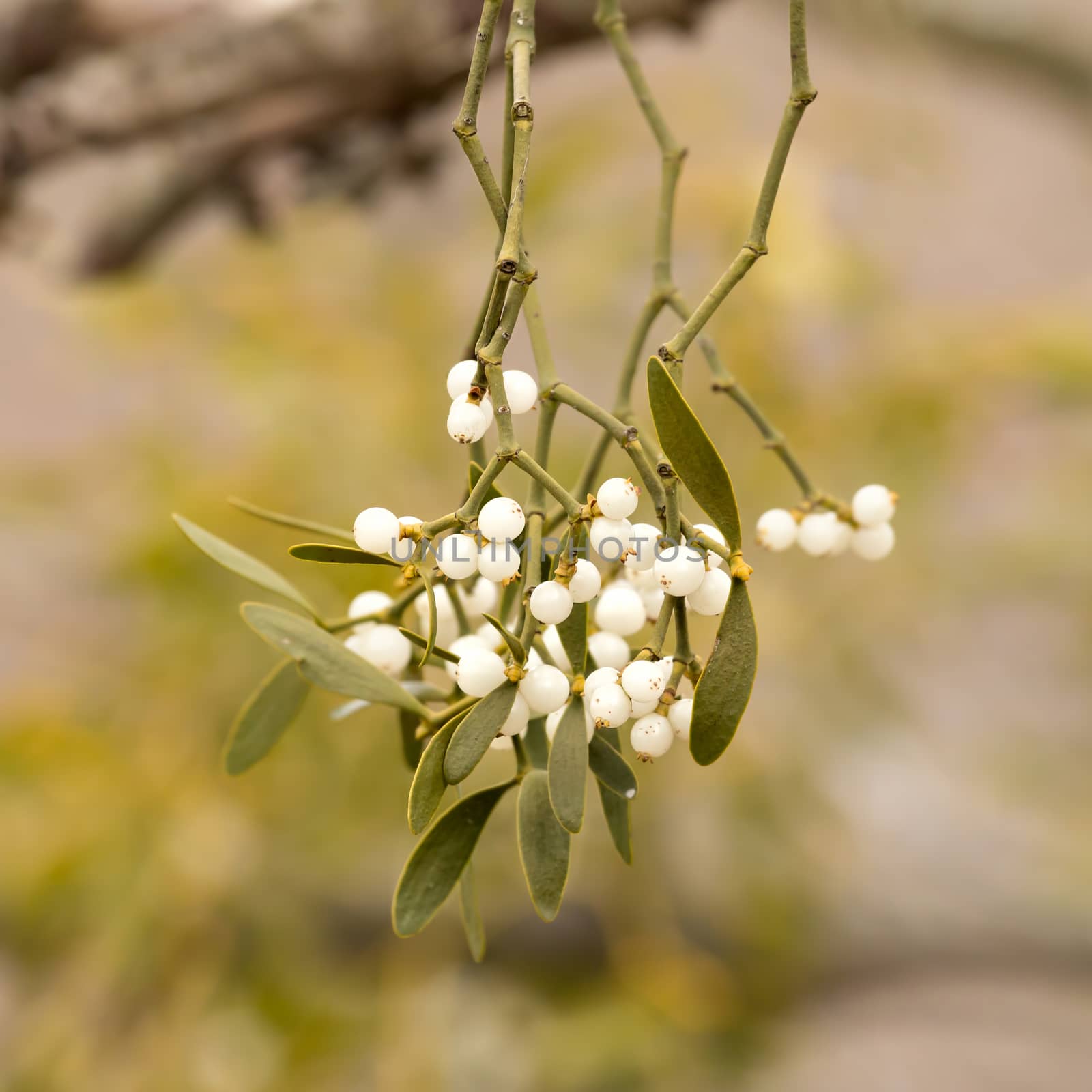 Mistletoe white berries - Viscum album by Digoarpi