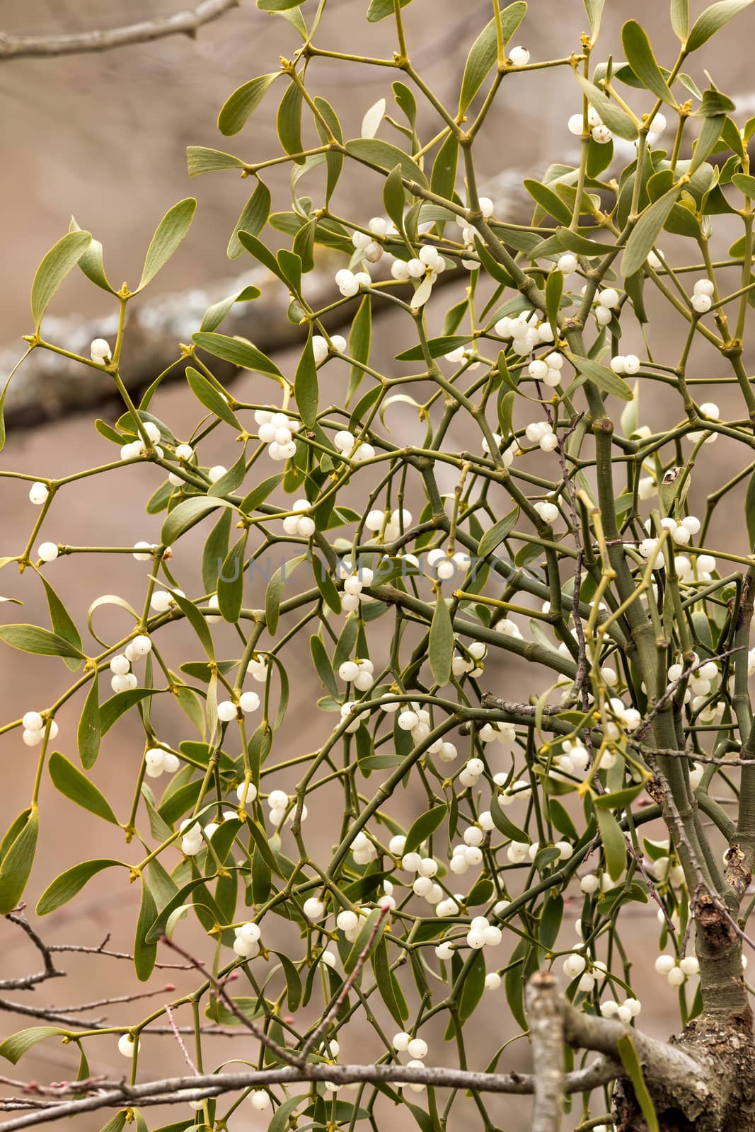 Mistletoe white berries - Viscum album by Digoarpi