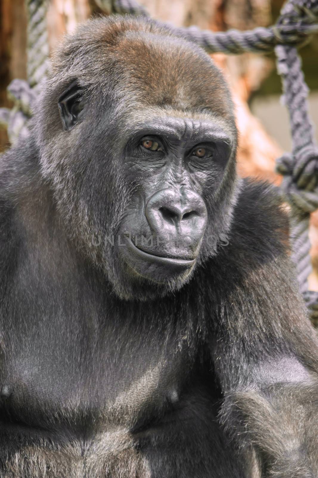 Young gorilla portrait by Digoarpi