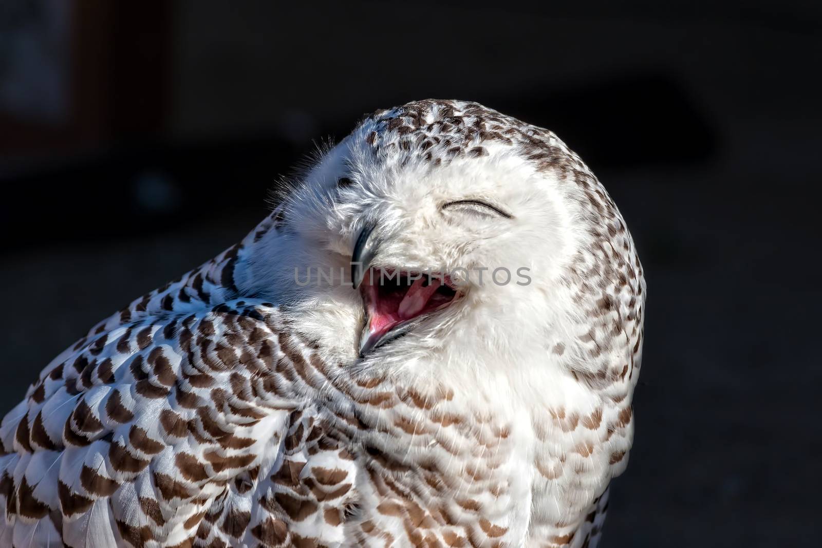 Close up of snowy owl (Bubo scandiacus) by Digoarpi
