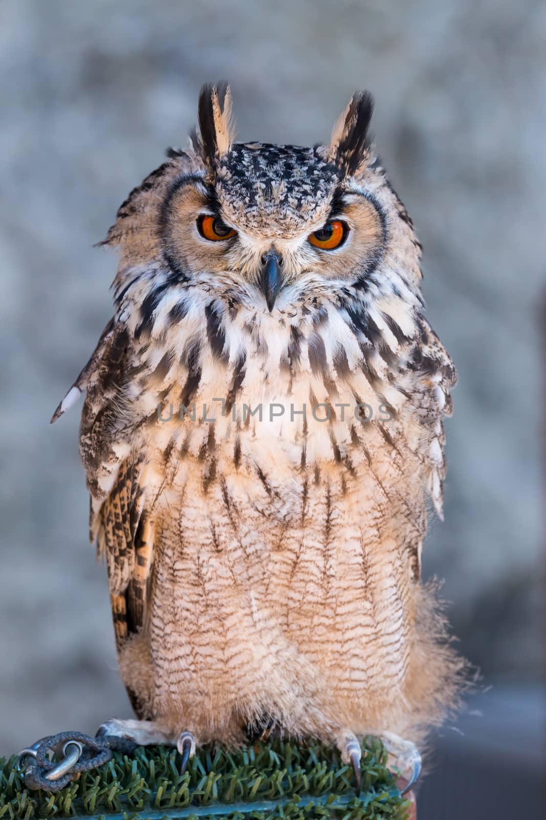 Long-eared owl (Asio otus) by Digoarpi