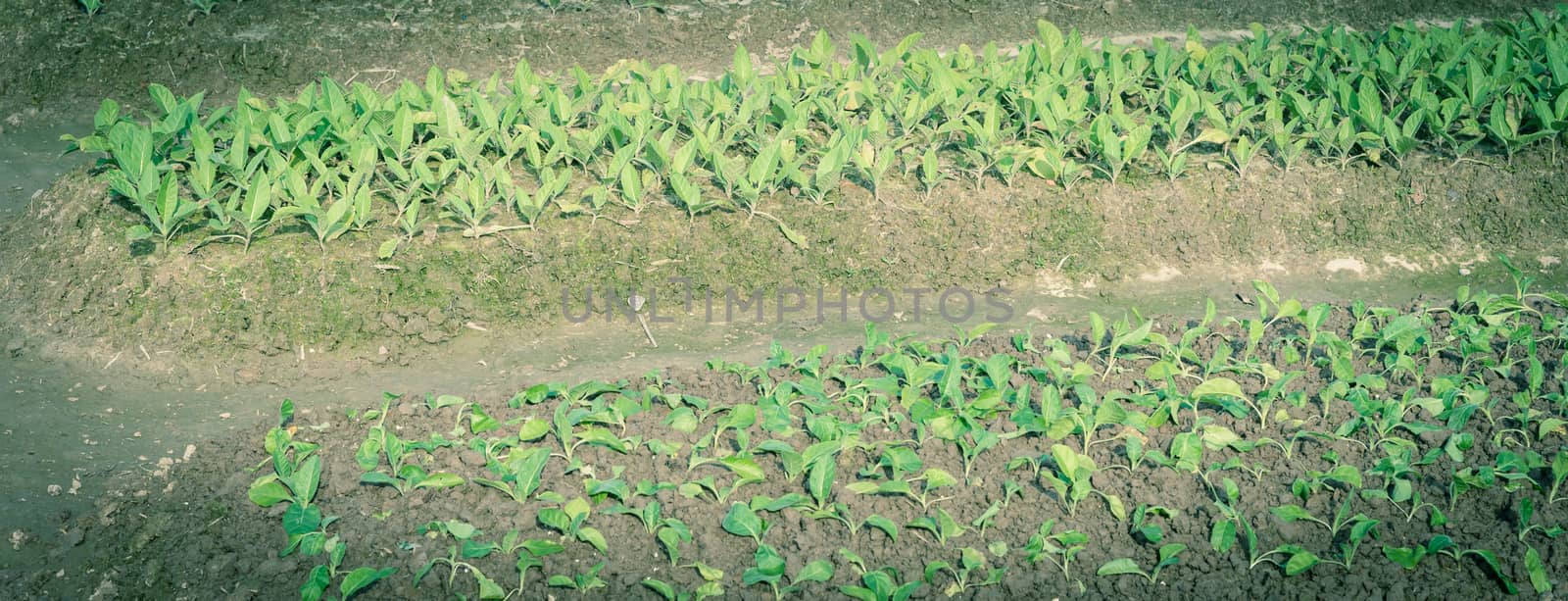 Panorama view row of young makhorka (Nicotiana rustica, Aztec tobacco) cultivated in rural farm Vietnam. Traditional way of growing strong tobacco plants, a rainforest plant in the family Solanaceae