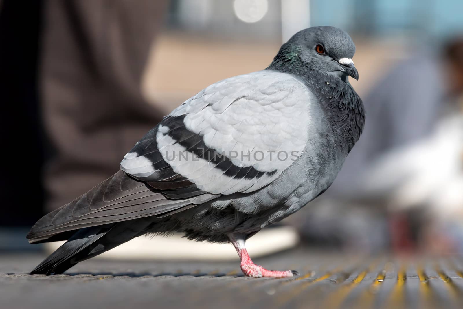 Feral Pigeon by Digoarpi