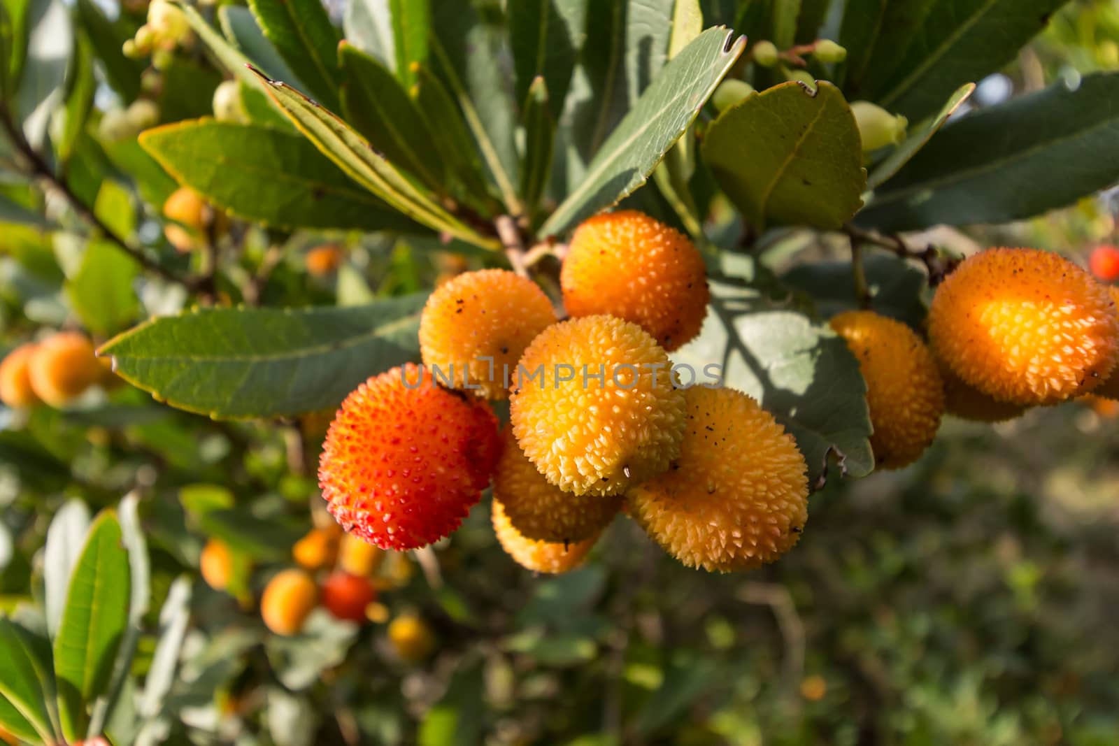 Strawberry tree o cane apple (Arbutus unedo) fruits