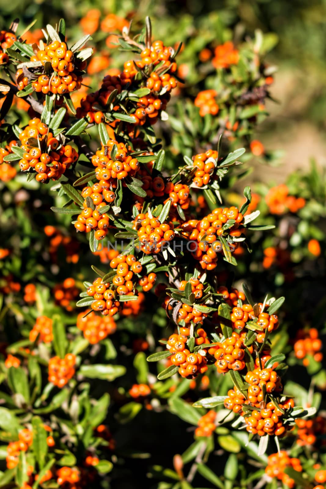 Scarlet firethorn ornamental plant