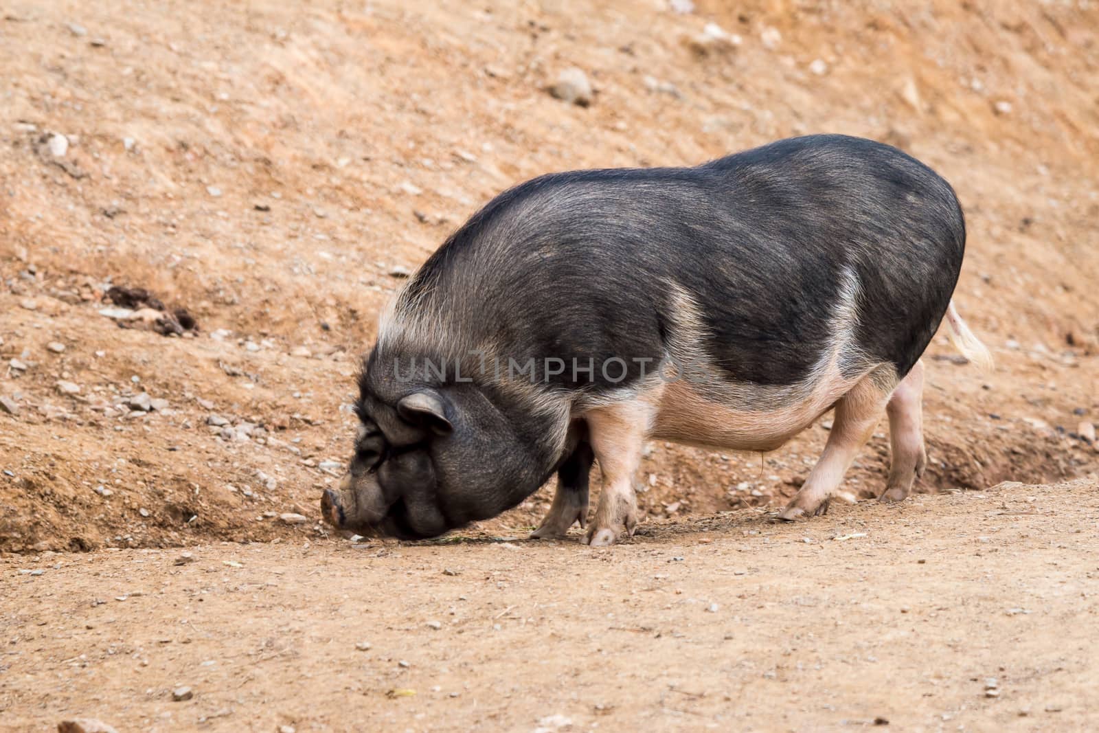 Pot-bellied pig looking for food