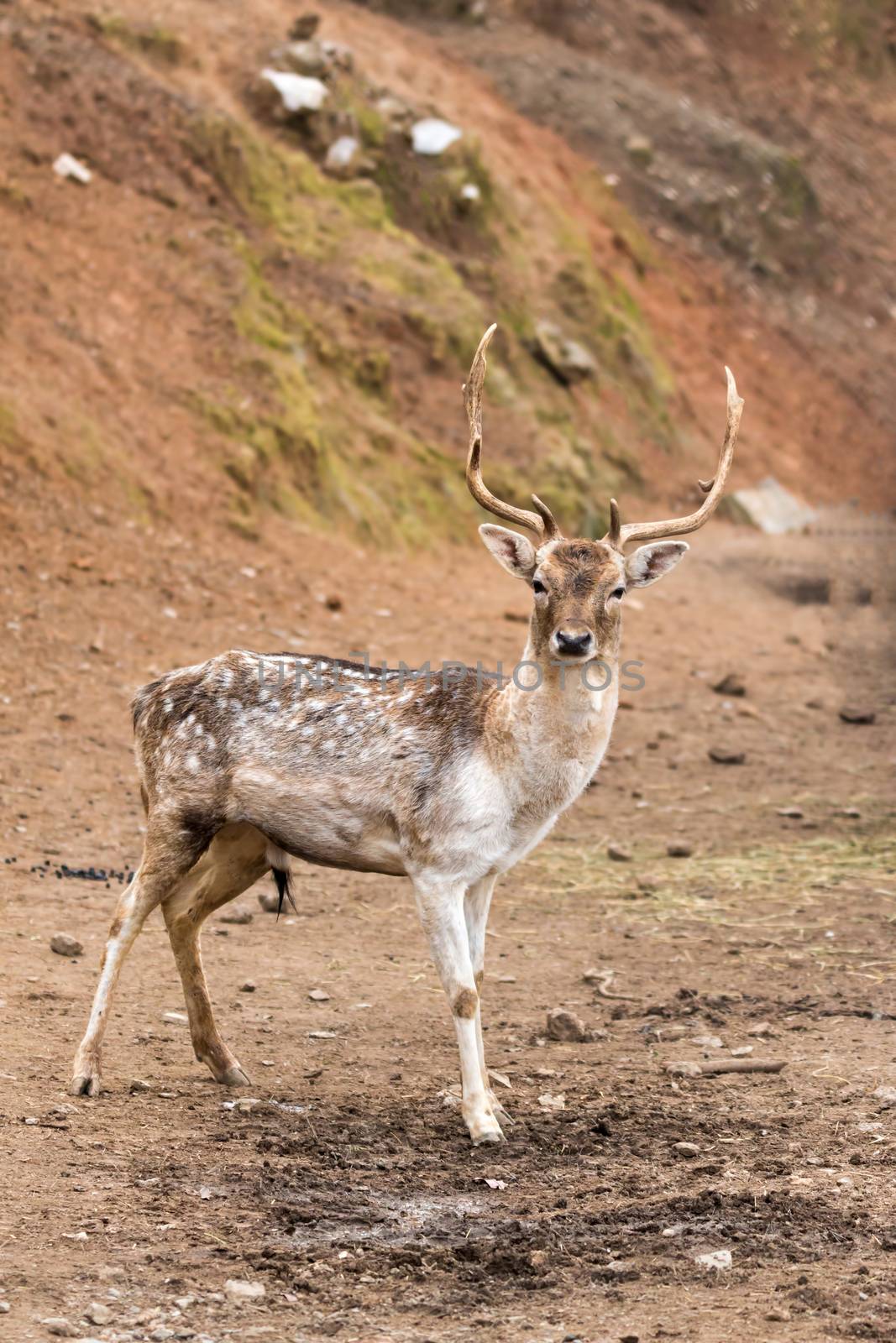 Fallow deer making his way on the road
