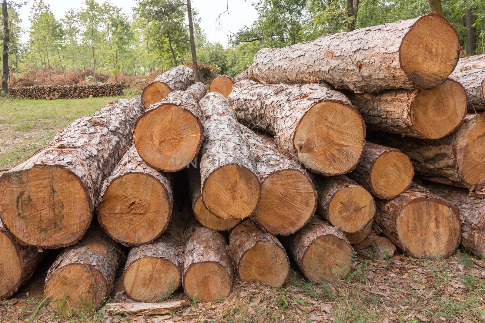 Big pile of wood  by Digoarpi