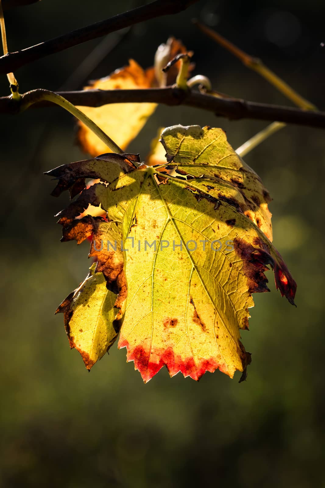 Leaf in the autumn time