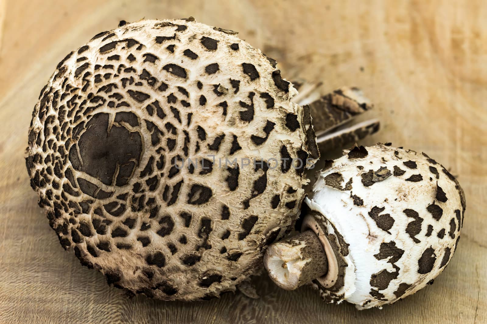 Closeup of parasol mushroom (Macrolepiota procera)