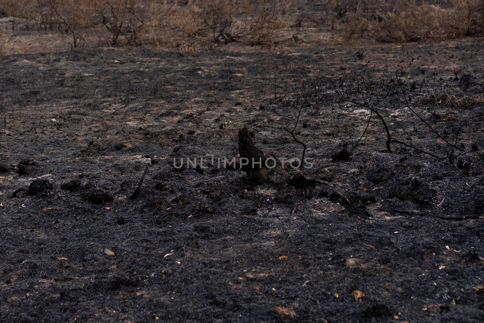 Forest after being burnt in thailand.