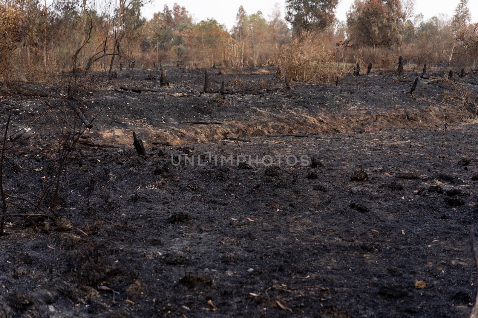 Picture after the fire