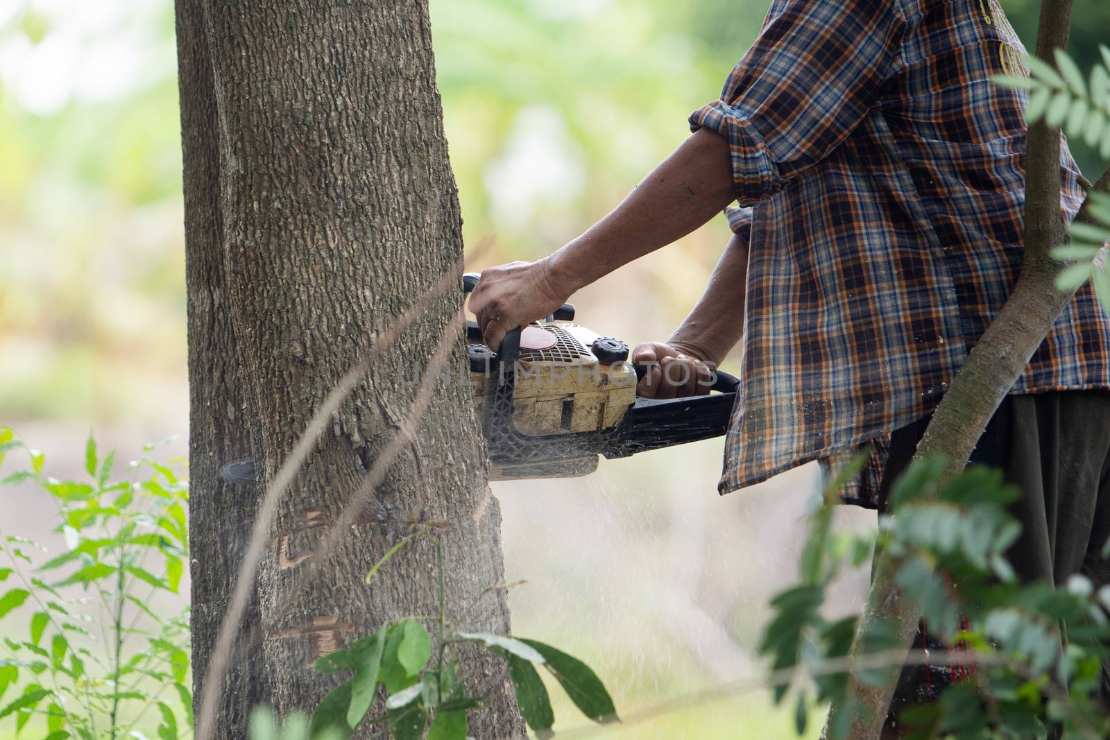 Lumberjack using machine saw. Man using machine saw while cutting tree.