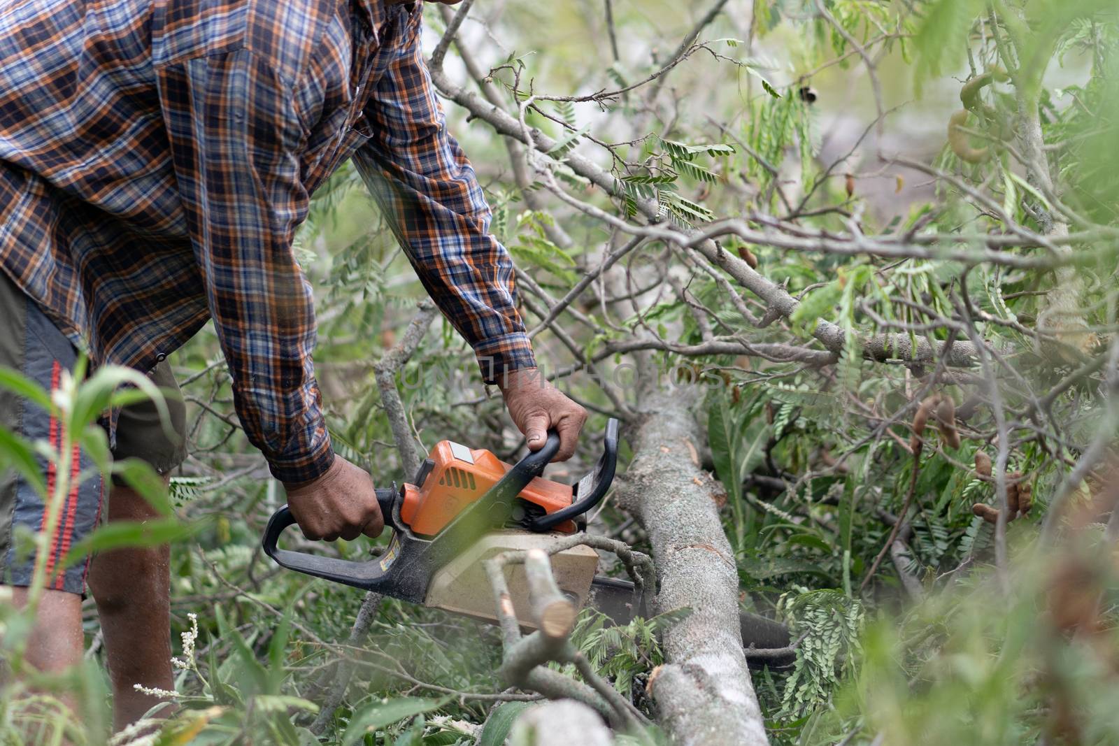 Lumberjack using machine saw. Man using machine saw while cuttin by JCStock