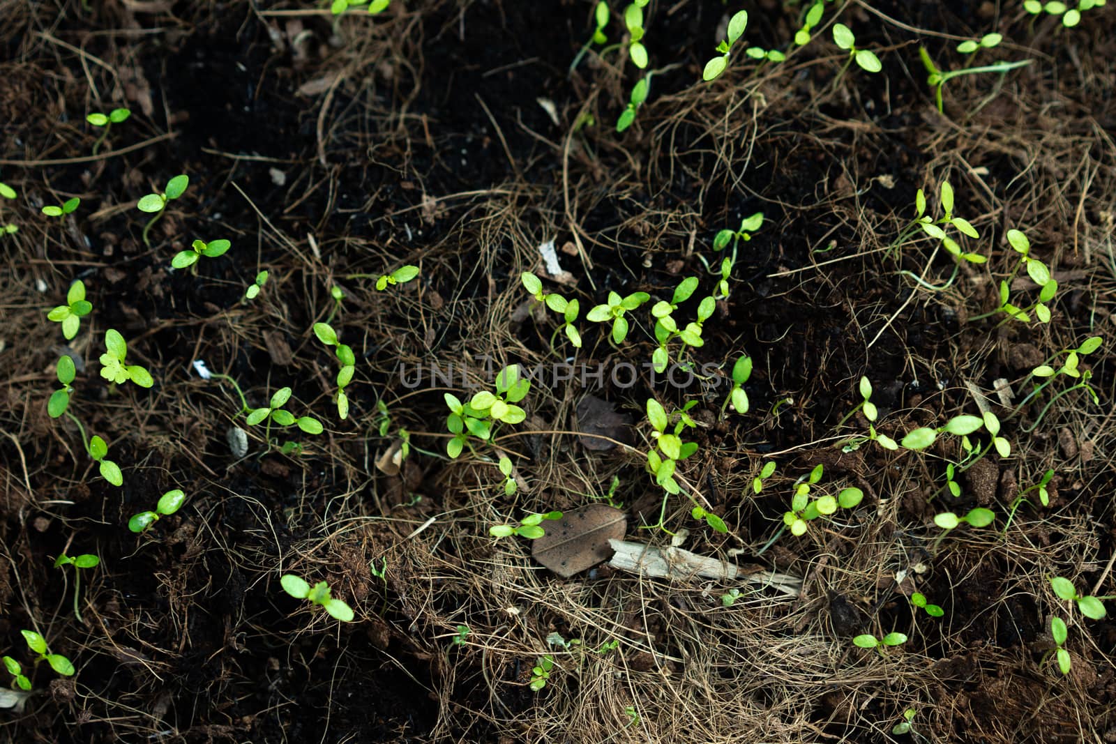Top view of young plants seedlings in soil