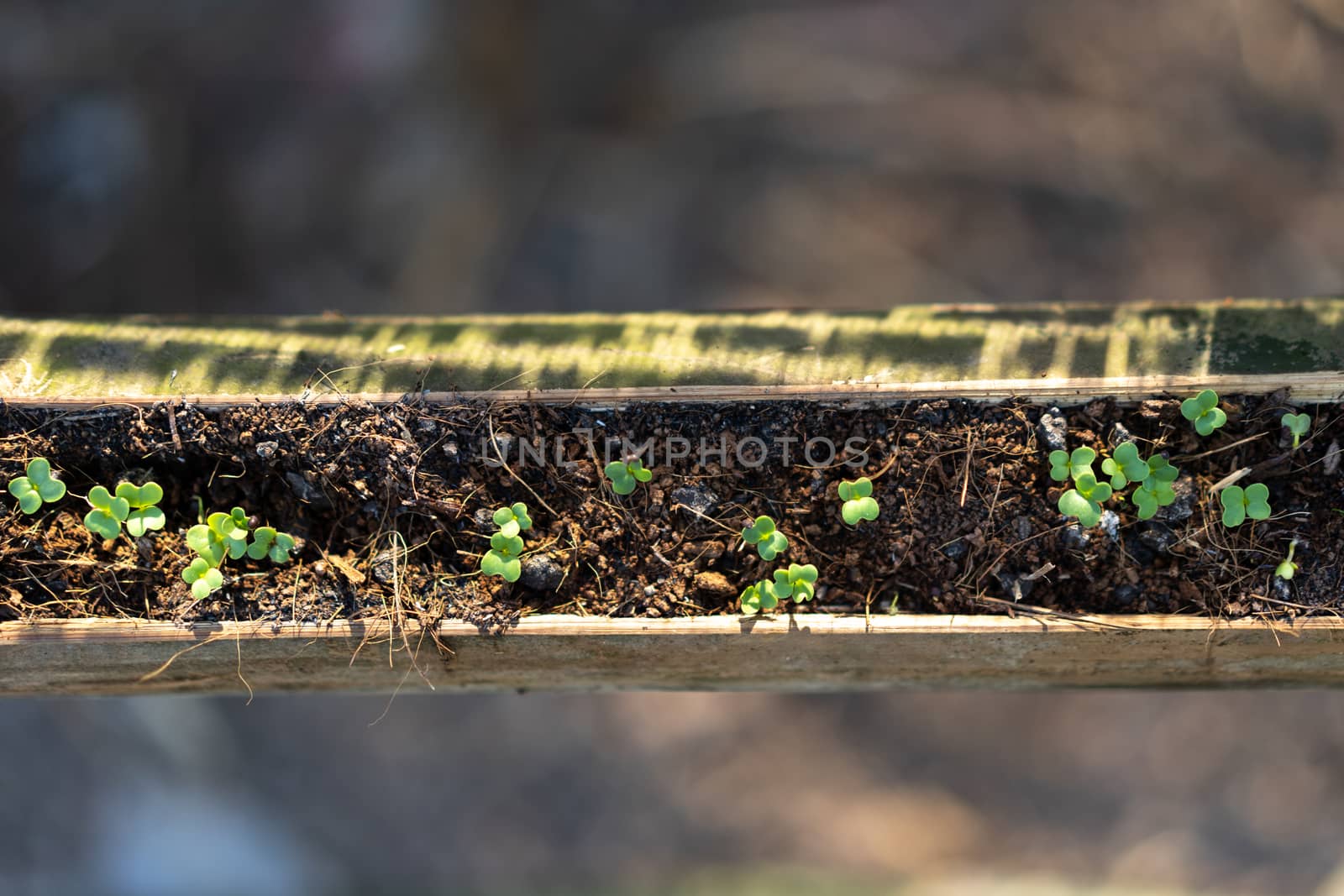 Grow vegetables in bamboo