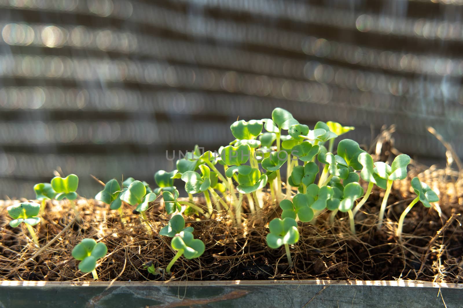 Newly grown seedlings in Bamboo pots.