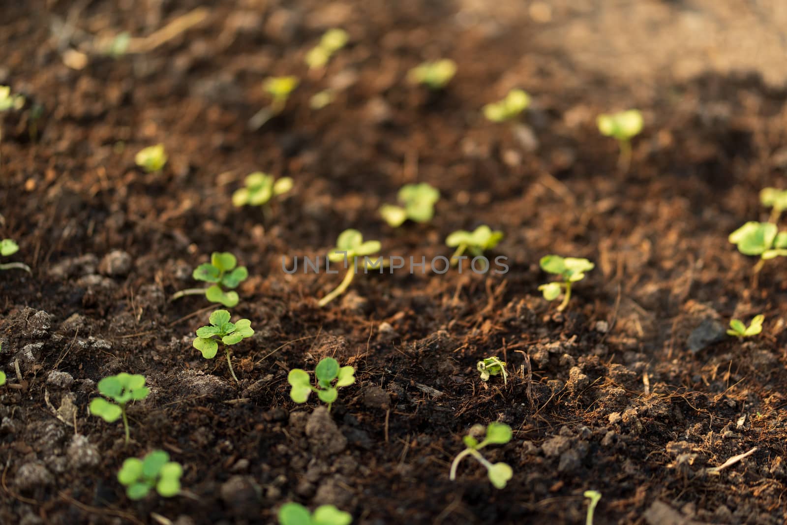 The seedlings of the vegetables in the plot,Kale seedlings in vegetable plots.