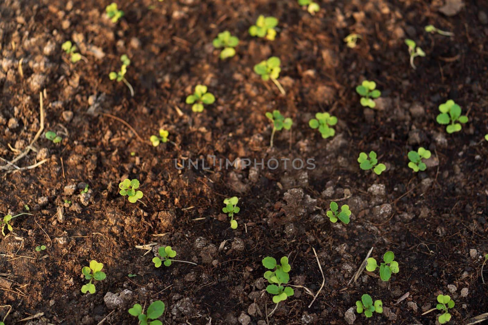 Lettuce seedlings