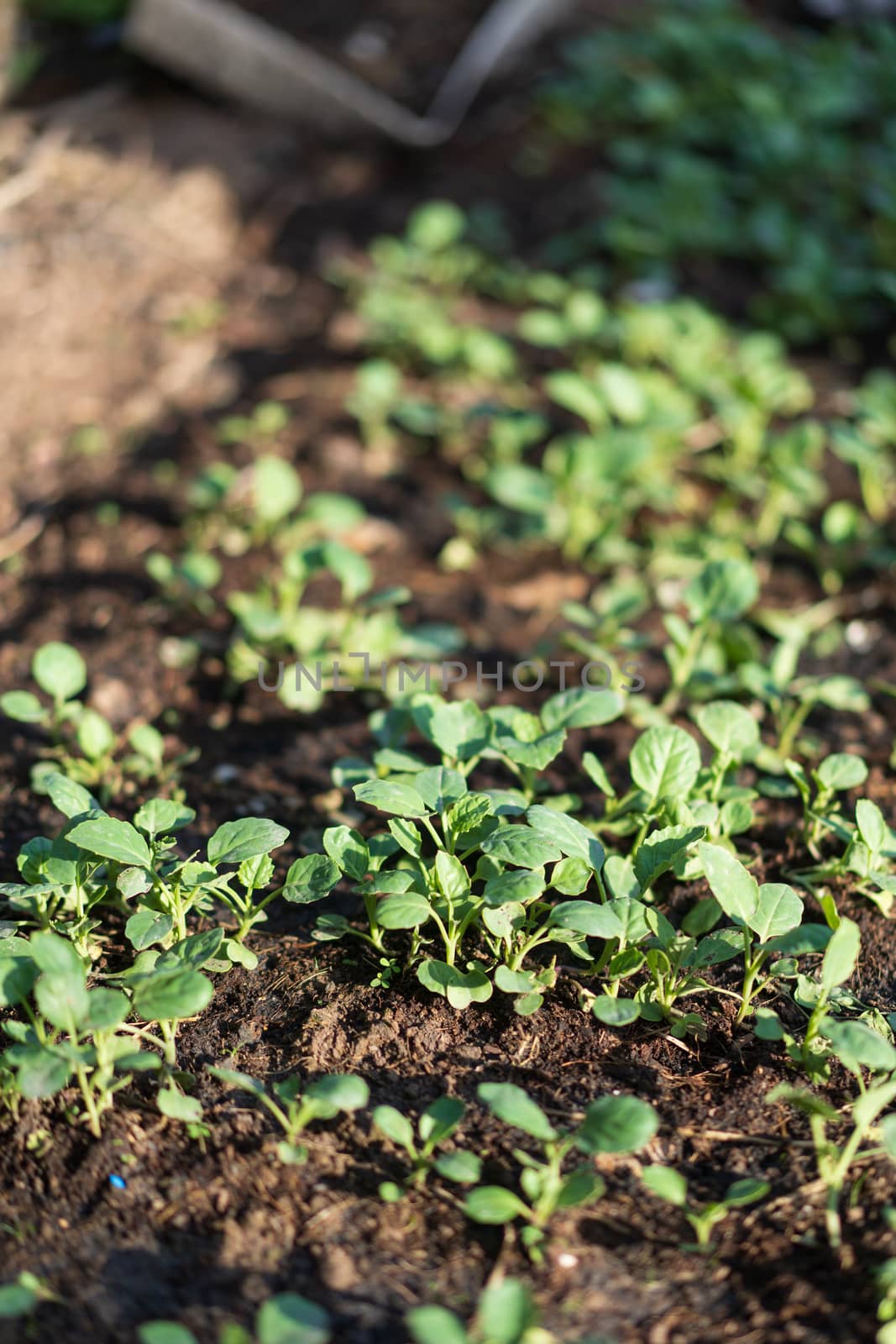 Kale that is grown in the soil