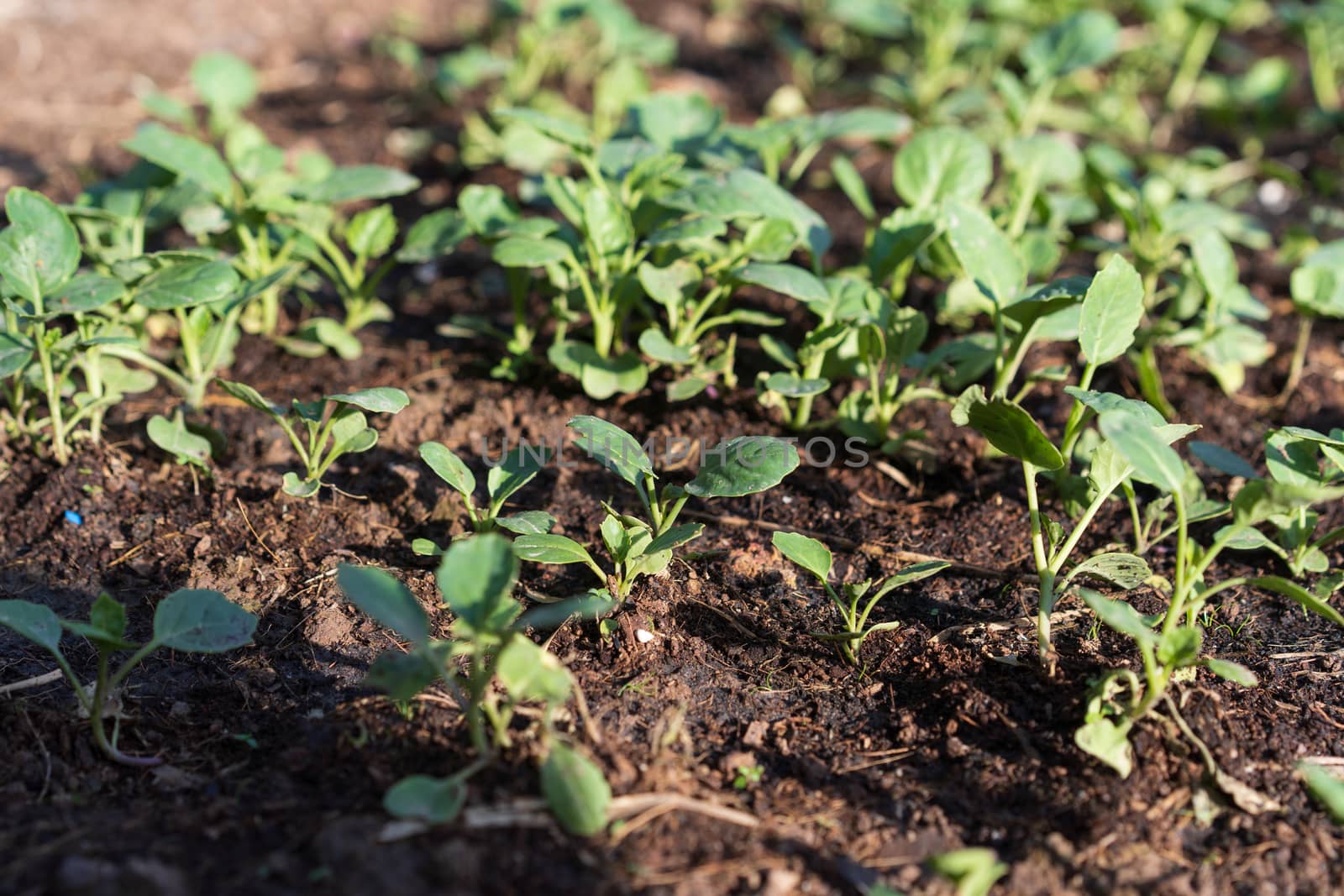 The seedlings of the vegetables in the plot,Kale seedlings in vegetable plots.