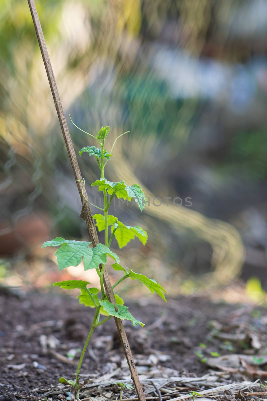 Growing bitter melon trees