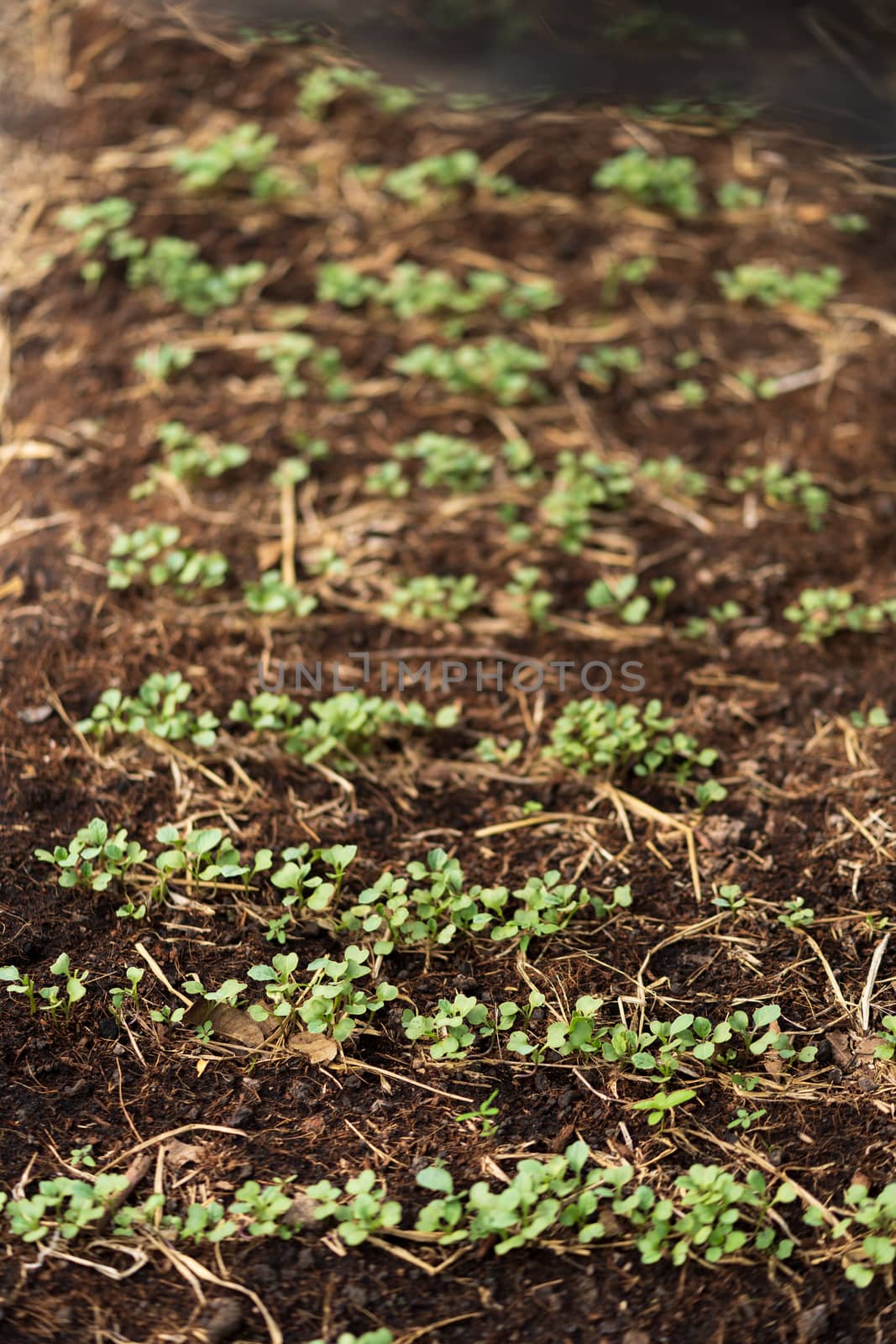 The seedlings of the vegetables in the plot,Kale seedlings in vegetable plots.