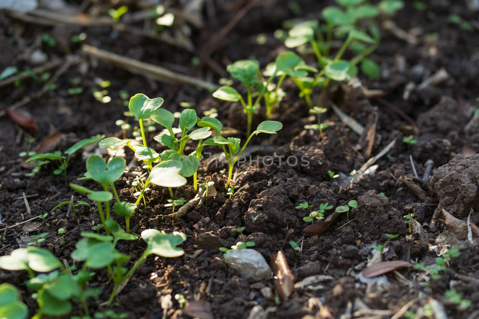 Small radishes that are growing in the soil