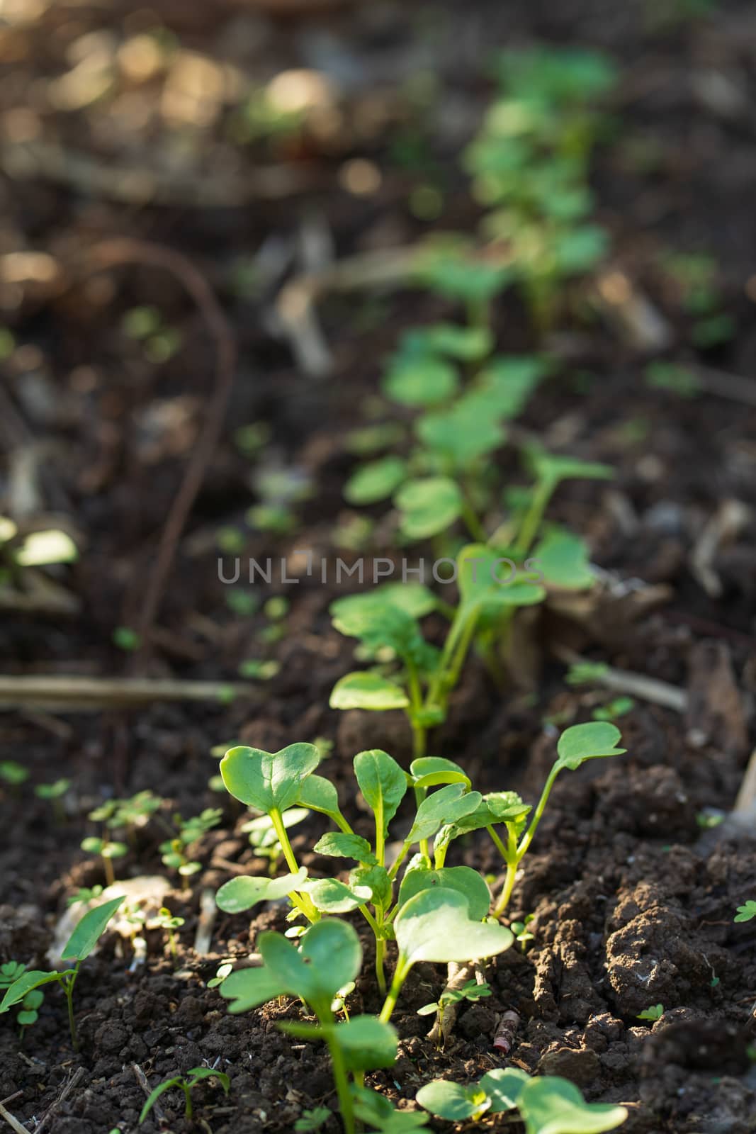 Growing radishes
