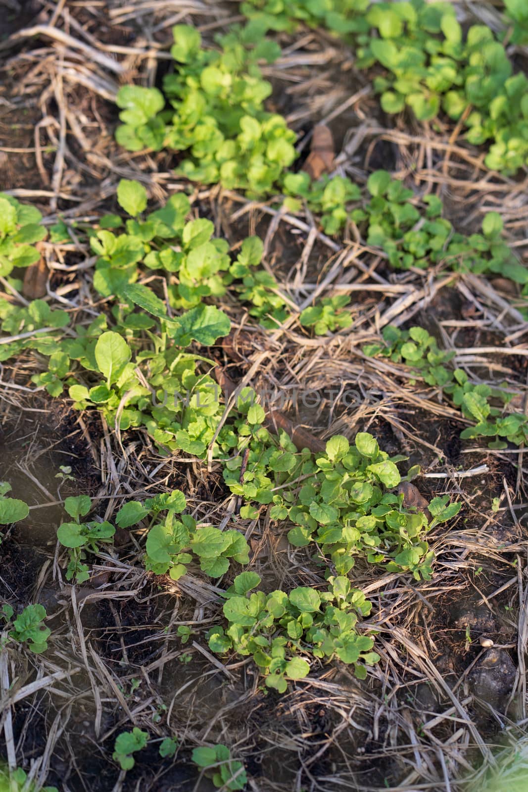 Cultivation of turnip seedlings