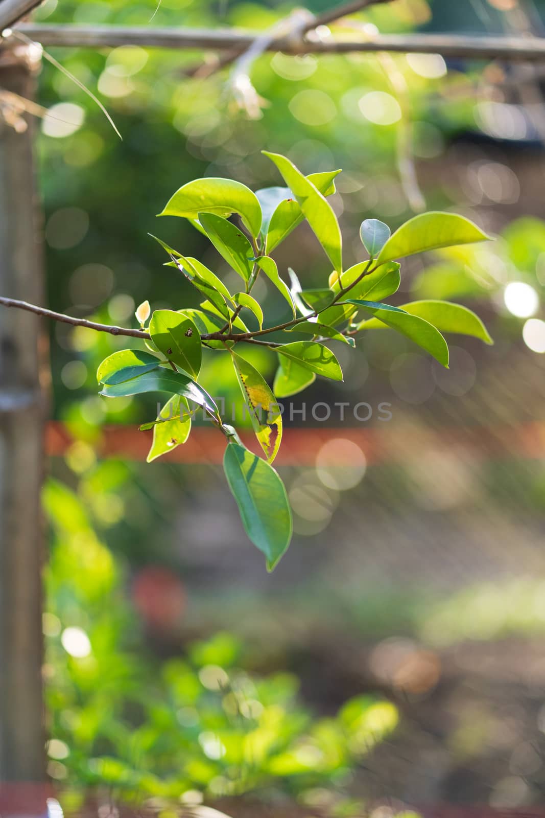 Banyan leaves