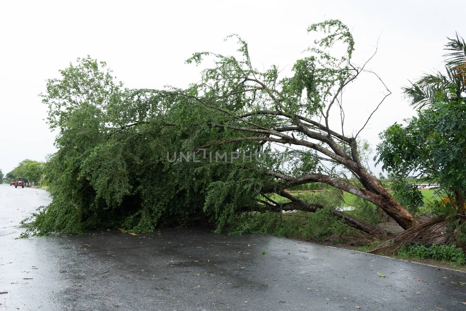 The trees that fell down the road